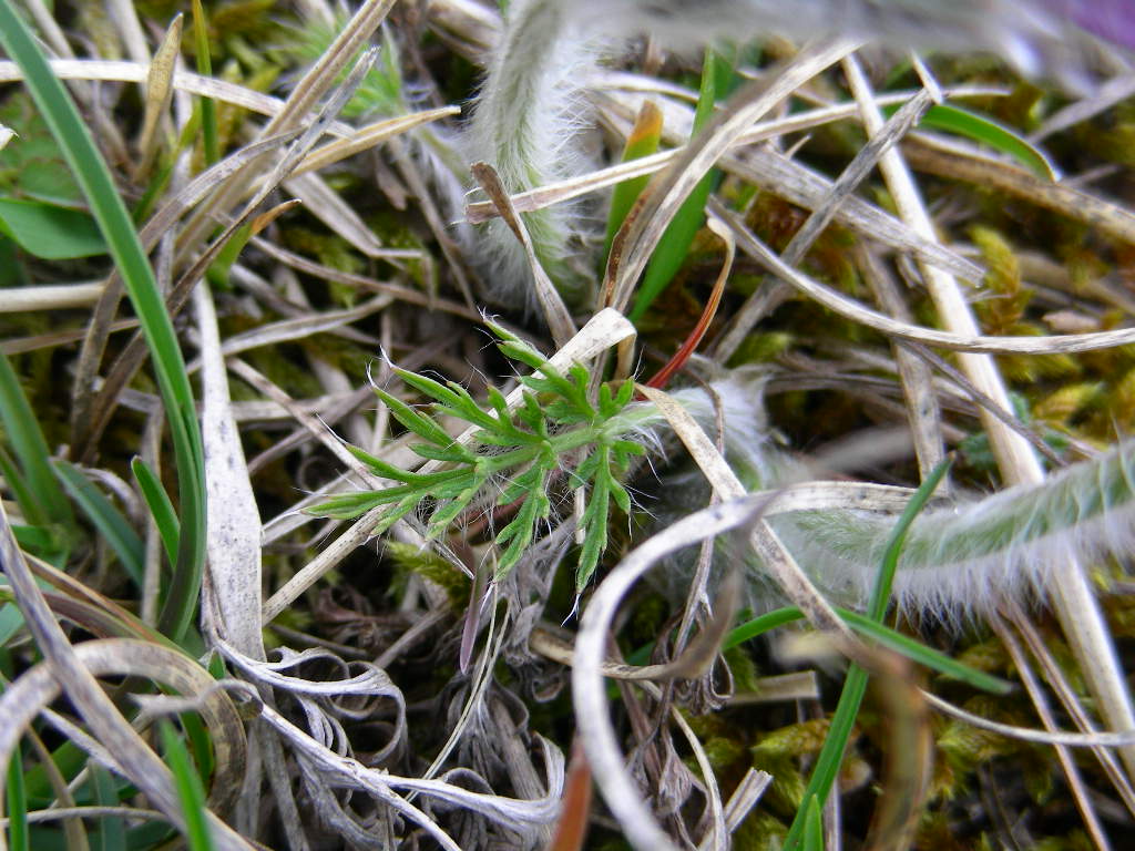 Pulsatilla vulgaris / Pulsatilla comune